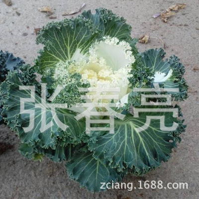 耐寒羽衣甘藍(lán) 冬季觀(guān)葉花卉的園藝選擇