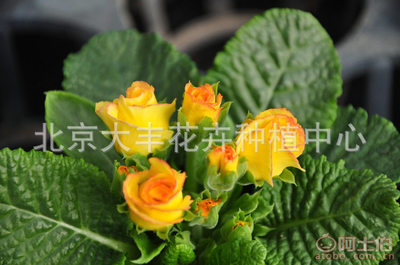 北京大豐花卉種植中心 時(shí)令草花與迷你盆栽的專(zhuān)業(yè)直銷(xiāo)服務(wù)