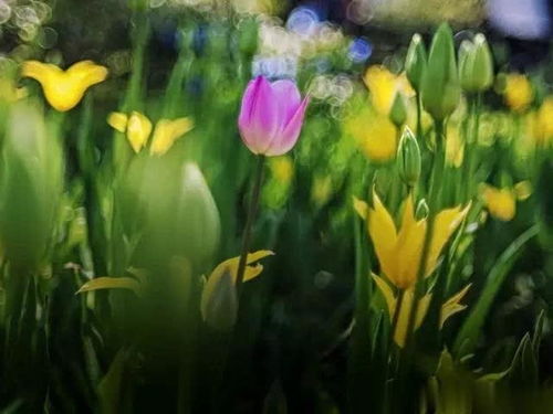 荷蘭鮮花加工廠(chǎng) 當(dāng)工作邂逅繁花之美