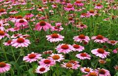 高品質(zhì)松果菊沁香花卉苗木供應(yīng)與批發(fā)指南