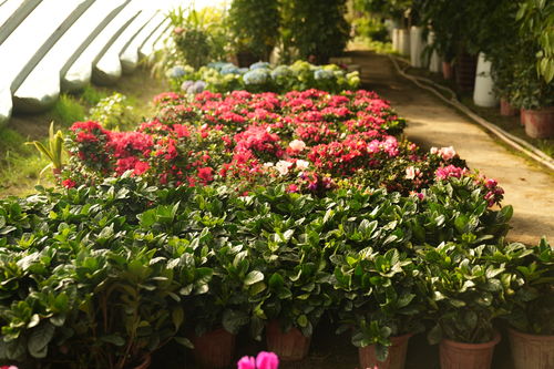 五彩花卉迎新春 網(wǎng)絡(luò)技術(shù)助歡喜過(guò)大年